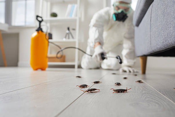 Commercial Rodent Management in Little Elm